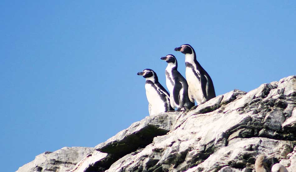 pinguinos de humboldt islas ballestas